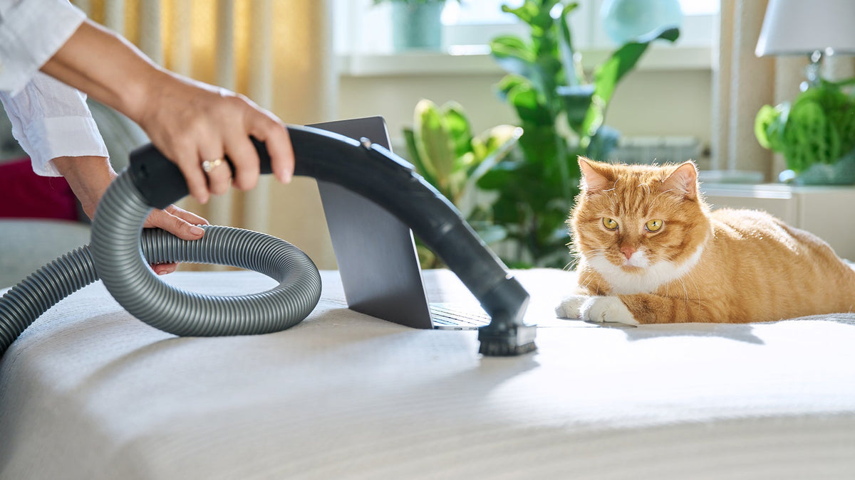 Should You Vacuum Every Day With Pets? Should You Vacuum Every Day With Pets?