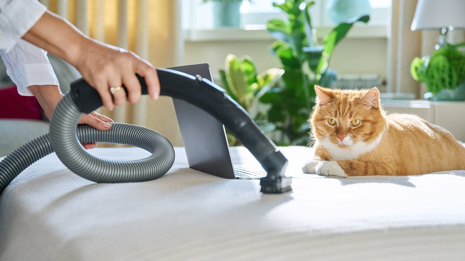 How Often Should Pet Owners Vacuum Their Home?