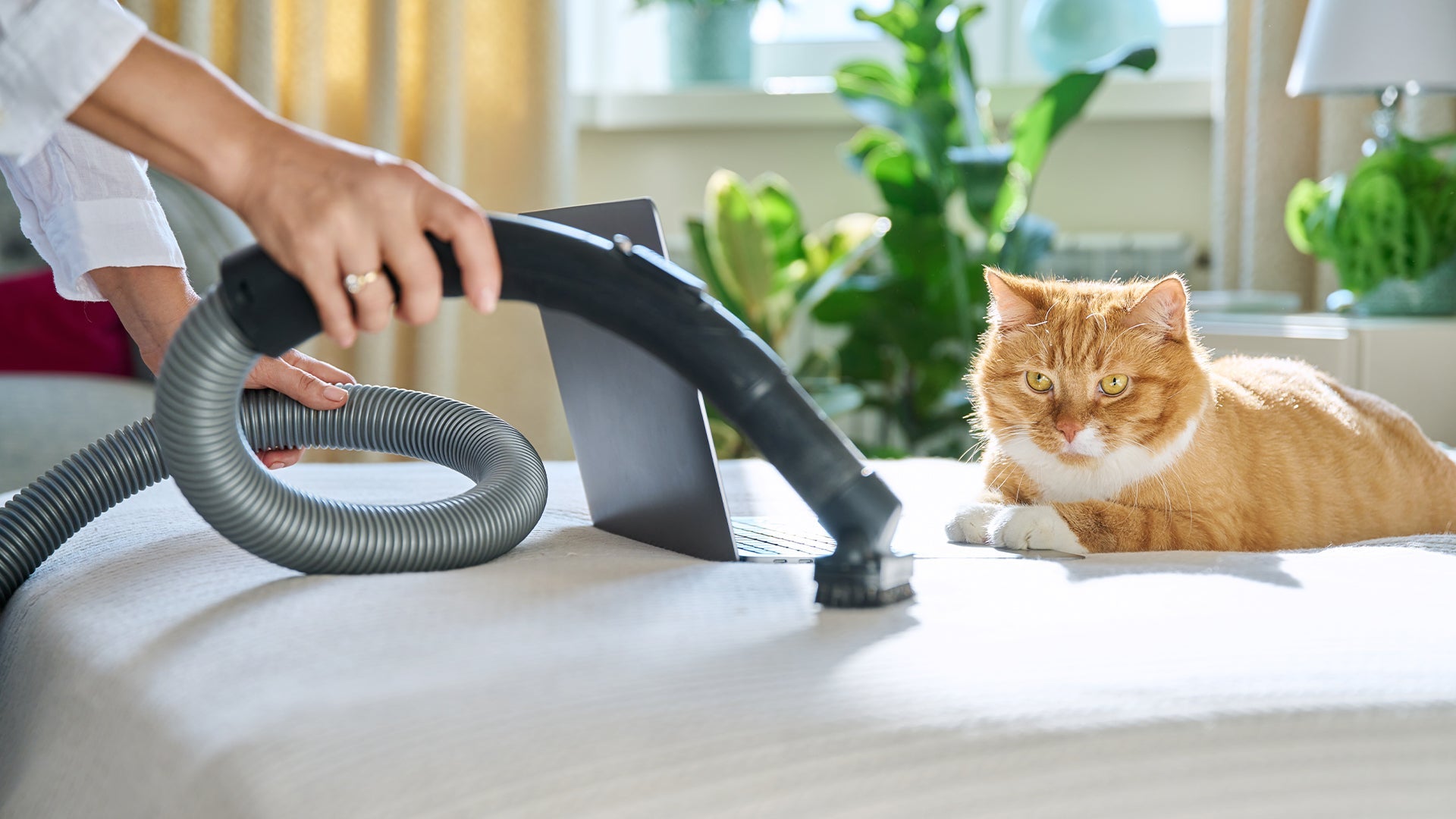 How Often Should Pet Owners Vacuum Their Home?