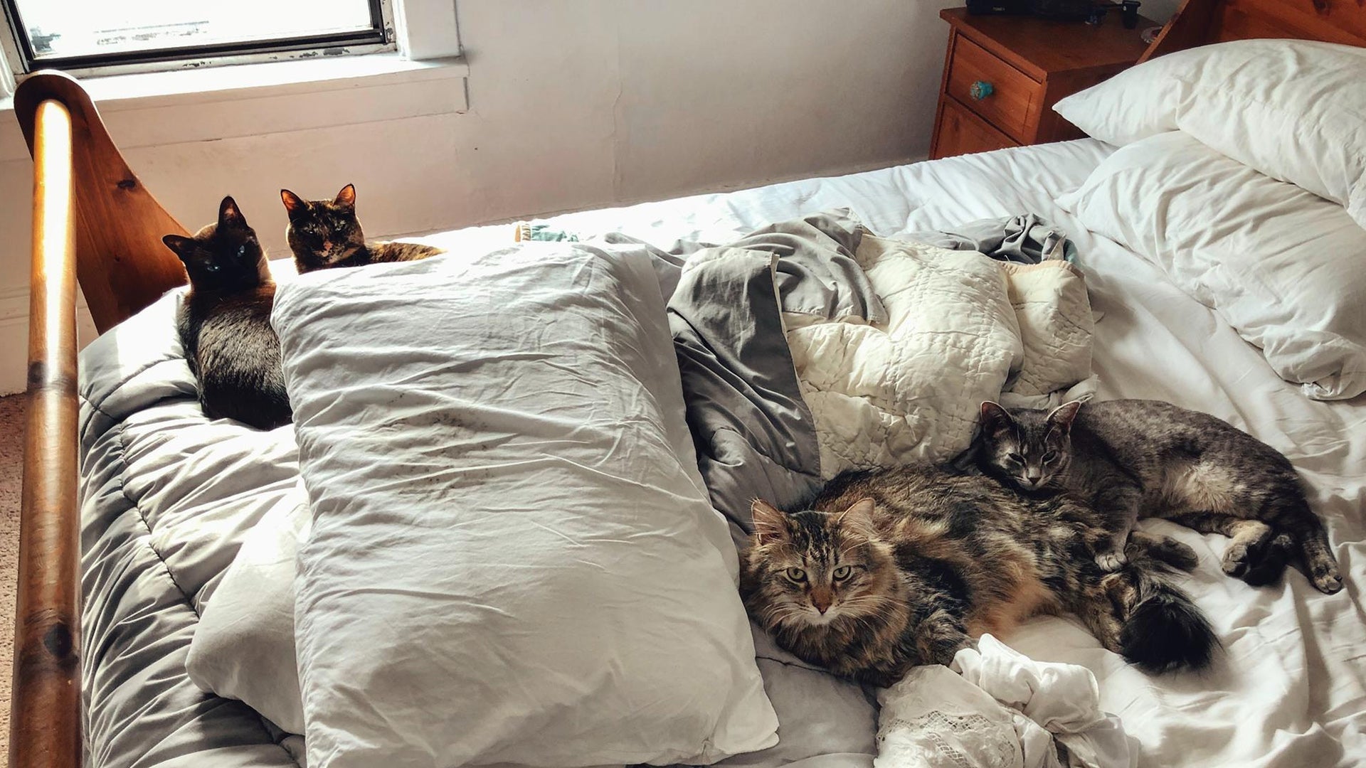 The Mite Nightmare in Pet Homes | Beat Cat Hair & Dust Mites with JIGOO Vacuums